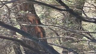 Denizlide yıldırım yangına neden oldu