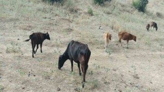Derecikte kayıp inekler 4 gün sonra bulundu