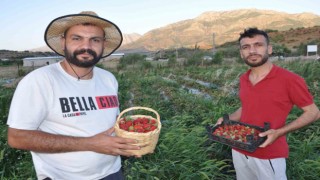 Devlet desteğiyle tütüne alternatif olarak ürettikleri çilekleri devletin zirvesine ulaştırmanın mutluluğunu yaşadılar