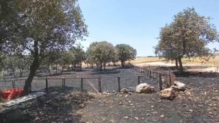 Diyarbakır ve Mardindeki yangının çıkış sebebine ilişkin her ihtimal araştırılıyor