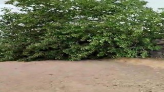 Diyarbakırda fırtınada ağaç devrildi, piknik alanı savaş alanına döndü
