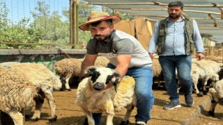 Diyarbakırda hayvan pazarlarında bayramın son günü yoğunluk arttı
