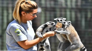 Doğal Yaşam Parkı sakinlerini serinleten menü