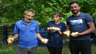 Doğunun Çukurovası Iğdırda sarı altın hasadı başladı