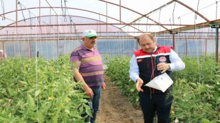 Domates güvesine karşı feromon tuzakları devrede