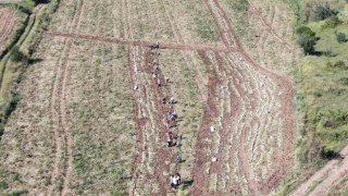 Dünyaca ünlü Taşköprü sarımsağınıda hasat başladı