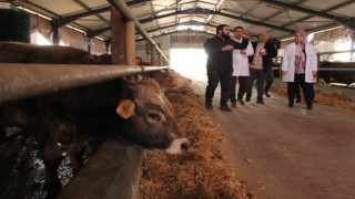 Düzcede 9 bin büyük, 3 bin 500 küçükbaş hayvan kesilecek