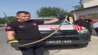 Düzcede markette yılan paniği
