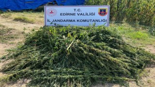 Edirnede 5 bin 950 kök kenevir yakalandı