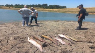 Edirnede toplu balık ölümleri