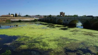 Edirnede Tunca Nehri yeşile büründü