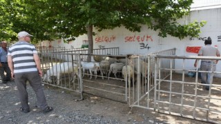 Edremit Kurban Bayramına hazır