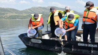 Eğirdir Gölüne 5 bin sazan balığı bırakıldı