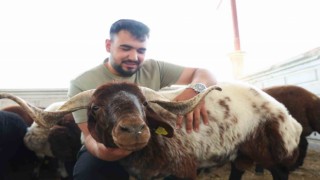 Elazığda kurbanlıklar görücüye çıktı