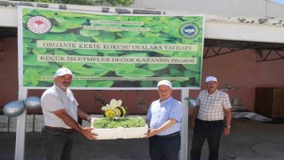 Elazığda üreticilere 30 bin kekik fidesi dağıtıldı