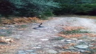 Elazığda yılanların dansı kamerada