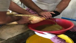 Elazığda yılın ilk sazan balığı yumurta sağımı gerçekleştirildi