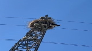 Elektrik direğinde tellere takılarak mahsur kalan leylek kurtarıldı
