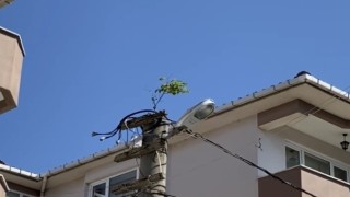 Elektrik direğinin tepesinde ağaç filizlendi