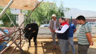 Erzincan Hayvan Pazarında denetimler sürüyor