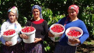 Erzincanda yetişen kiraz dış ülkelere ve çevre illere satılıyor