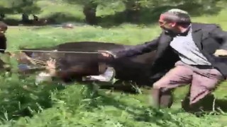 Erzurumda kaçan kurbanlık iki kişiyi yaraladı