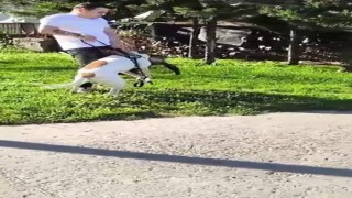 Esenlerde pitbull dehşeti kamerada: Saldırdığı kediyi adeta parçaladı