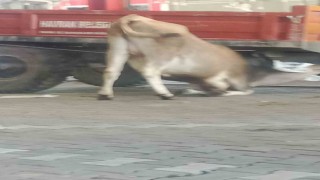 Esenyurtta bayram günü korkutan yangın