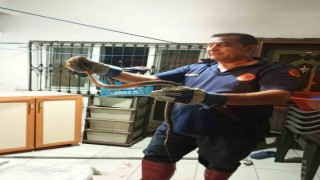 Eve giren yılan itfaiye ekipleri tarafından yakalandı