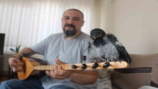 Evinde beslediği yavru kargaya özel saz konseri veriyor