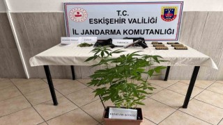 Evinde kenevir yetiştiren şahsa jandarma operasyonu