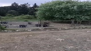 Eyüpsultanda aç kalan domuzlar şehre indi: Köpeğin mamasını yediler