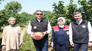 Fındığın yanında dağ çileği üretilecek