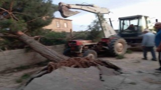 Fırtına Antep fıstığı ağaçlarına zarar verdi