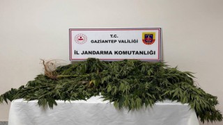 Gaziantepte 158 kök kenevir bitkisi ele geçirildi: 4 gözaltı