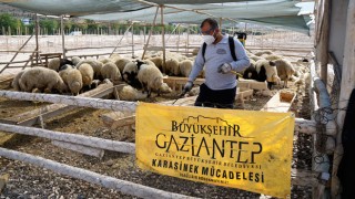 Gaziantep’te 700 Kişilik Ekip Kurban Mesaisi Yapacak