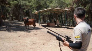 Gaziantepte kurban yakalama timi bayrama hazırlanıyor