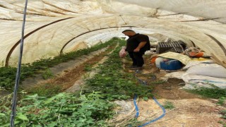 Gazipaşada arazilerde hastalık ve zararlı kontrolü yapıldı