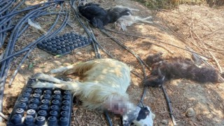 Gazipaşada bahçeye giren kurt hayvanları telef etti