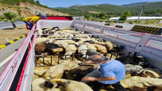Gazipaşada kurbanlıklar denetlendi