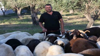 Geçtiğimiz yıl kurban satışının sessiz geçtiği deprem bölgesinde kurban hareketliliği başladı