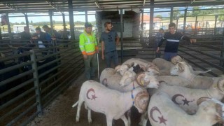 Gedizde kurbanlık satışları başladı