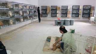 Giyim mağazasında kaçak üretilen 77 papağana el konuldu, 41 bin TL ceza kesildi