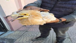 Halsiz halde bulunan ‘Küçük Akbaba tedavi altına alındı