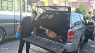 Hamile köpeği tanımadıkları evin önüne terk edip kaçtılar