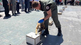 Hassas burunlu Hera hünerlerini sergiledi
