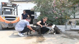 Hayvan barınağı tahliye edildi
