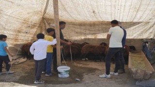 Hayvan pazarı çarşıya taşındı: Sıkı pazarlıklar başladı