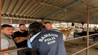 Hayvan pazarında sahte para uyarısı