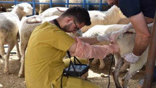 Hayvan pazarında satışa çıkan hayvanlara gebe testi yapıldı